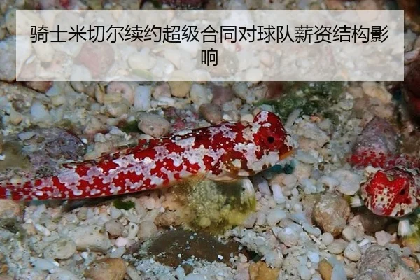 qi-shi-mi-qie-er-xu-yue-chao-ji-he-tong-dui-qiu-dui-xin-zi-jie-gou-ying-xiang-2-284.jpg